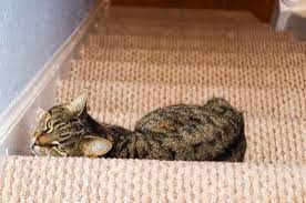 How do stop cats from scratching carpet stairs